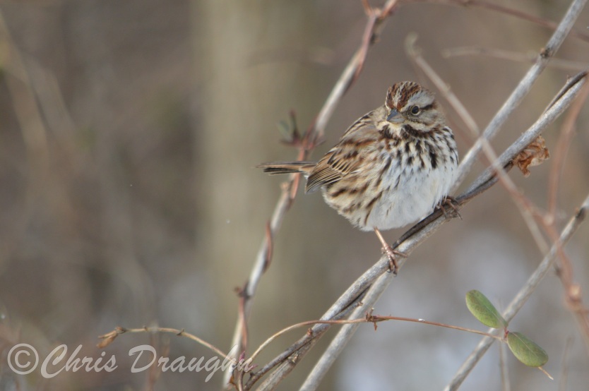 Song sparrow photographed at Cromwell Valley Park near Towson, MD on January 27, 2015